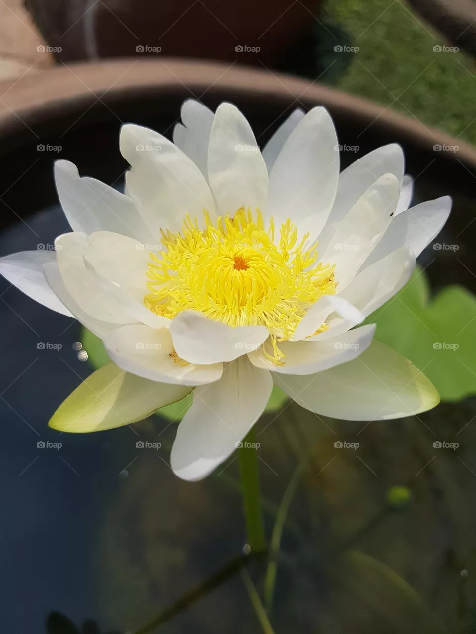 Lotus flower in the garden