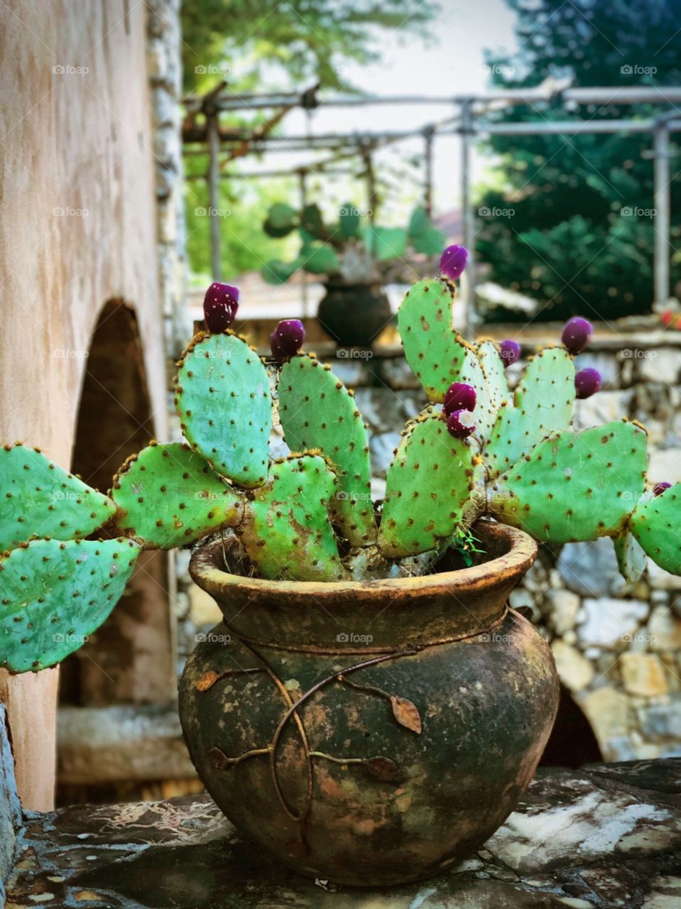 Cactus plant