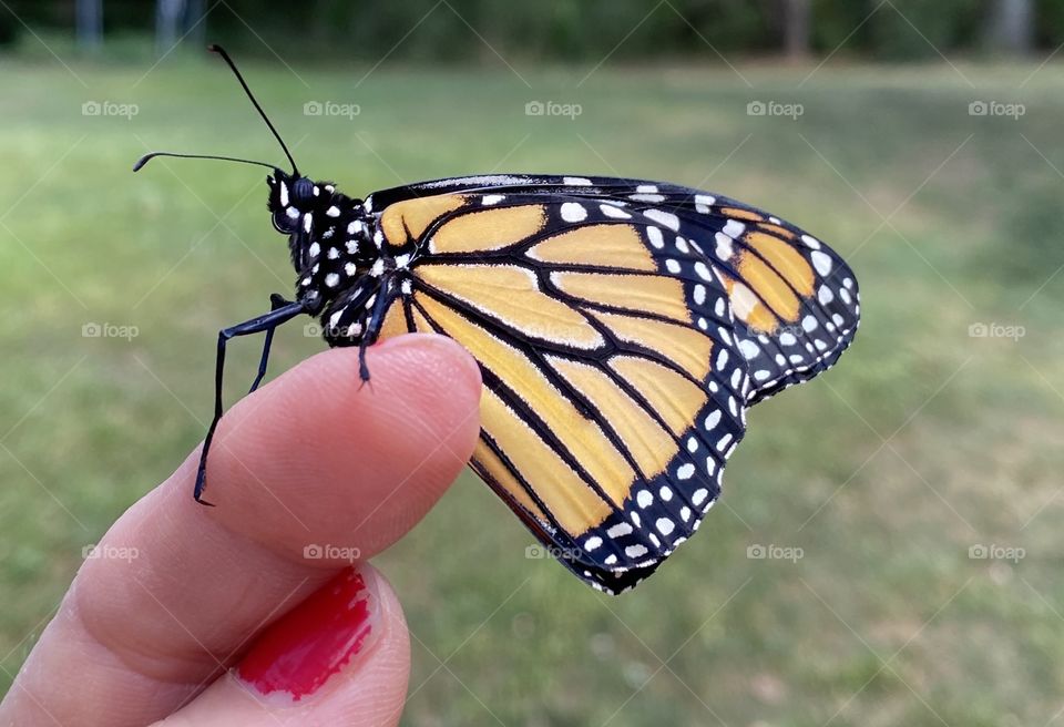 Monarch butterfly on a woman’s finger