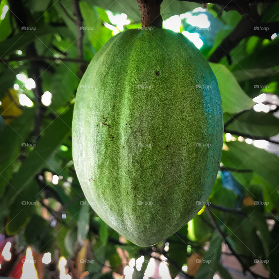 The cocoa tree here at home is full of fruit.  And today I decided to take some pictures and I really liked this one!