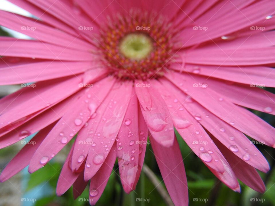 Dew on the Daisy
