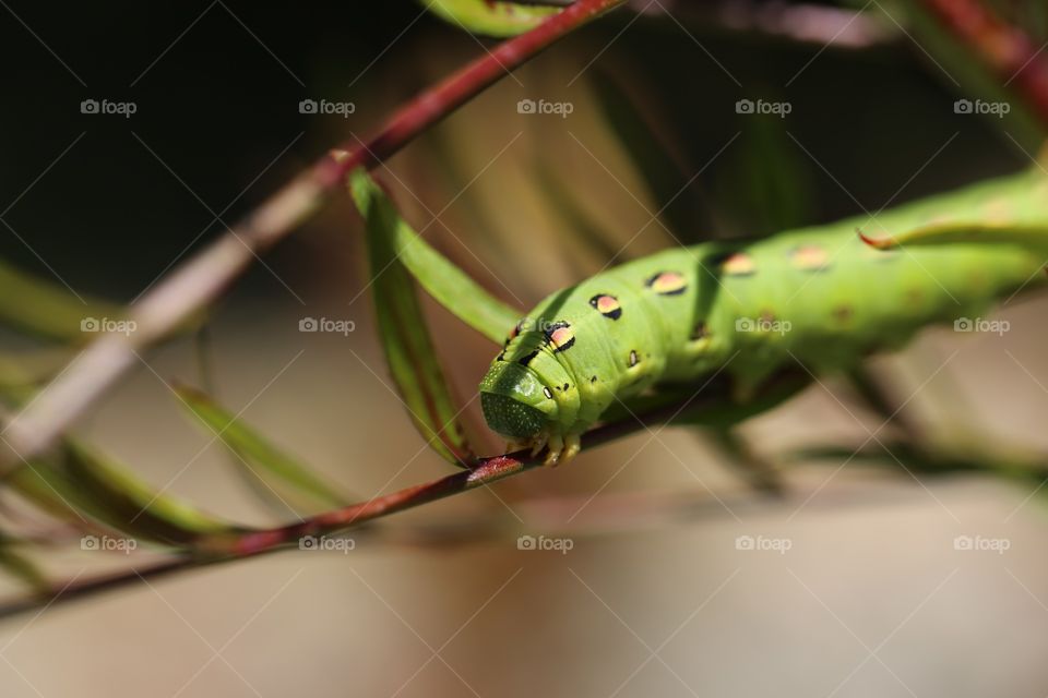 Beautiful Caterpillar
