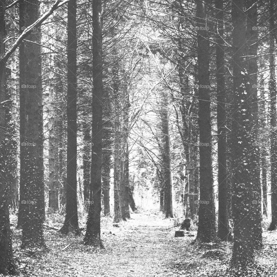 Amerdown woods in Somerset