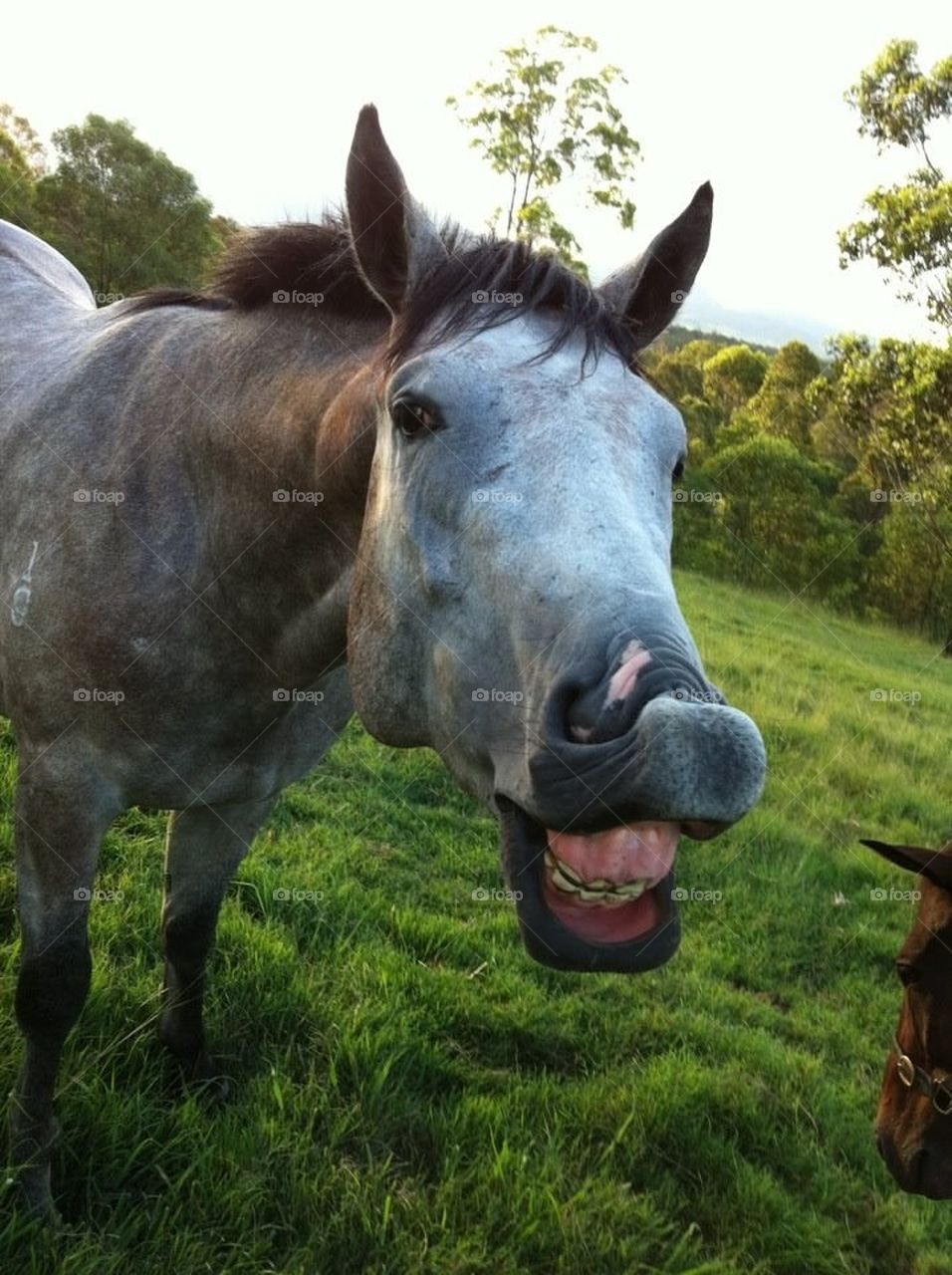 Laugh till your Horse!