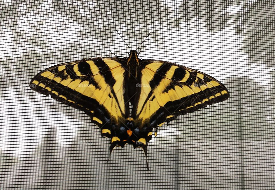 Butterfly on the window in Oregon