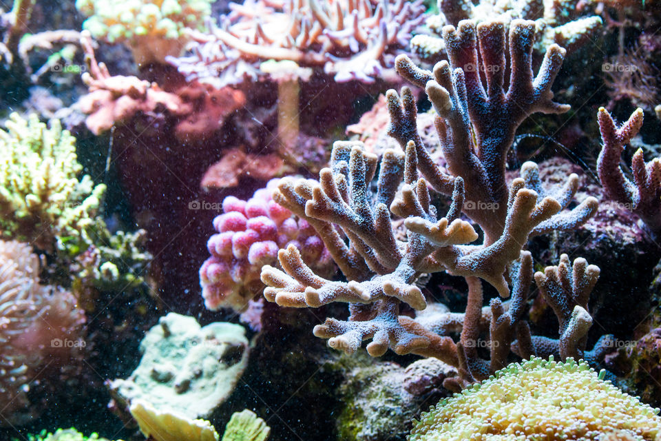 coral reef in aquarium