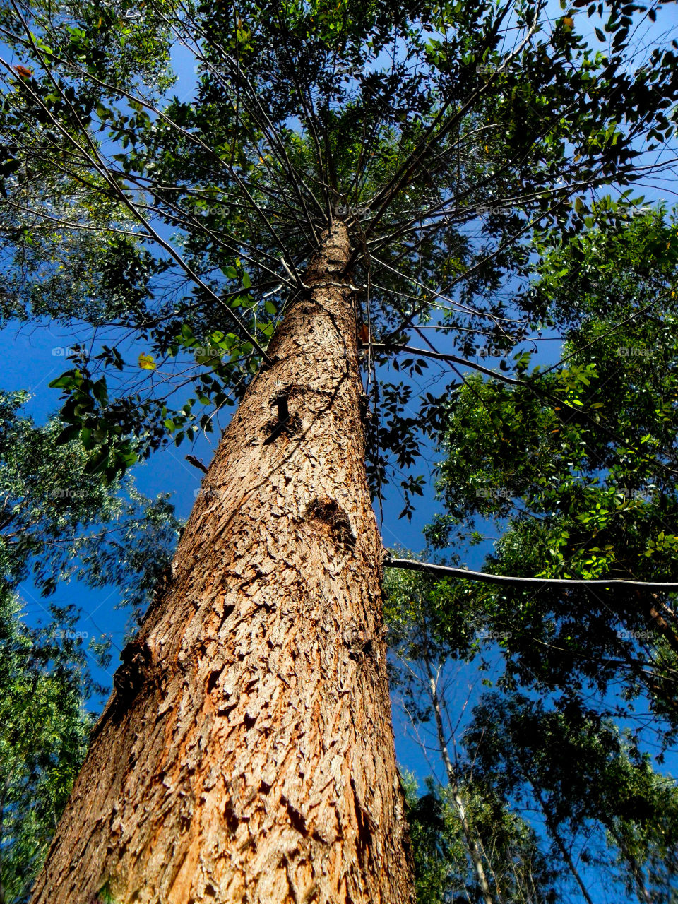 Eucalyptus in Thailand. Increase  O2  Reduce  CO2