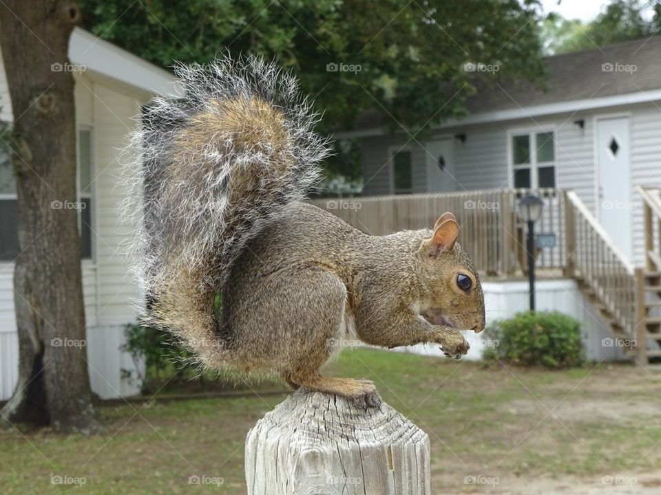 Squirrel