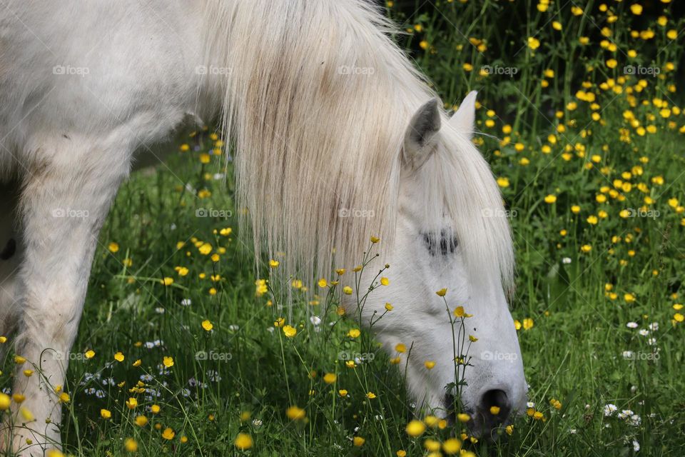 white Horses