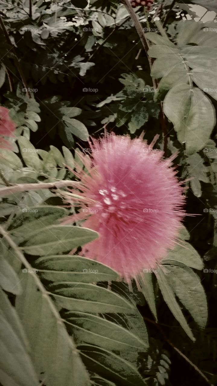 Pink Delicate Floral Bush