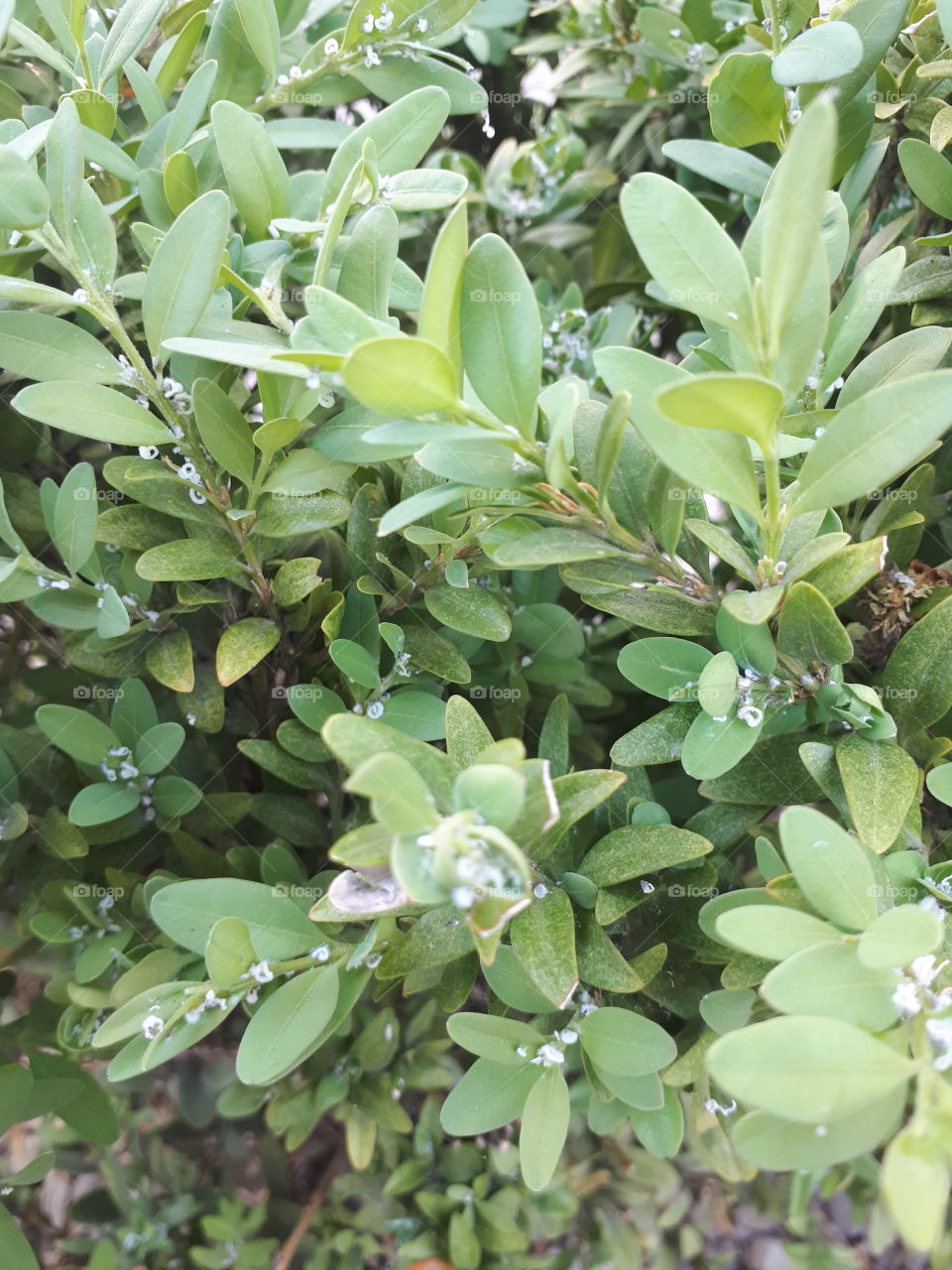 Boxwood shrub budding