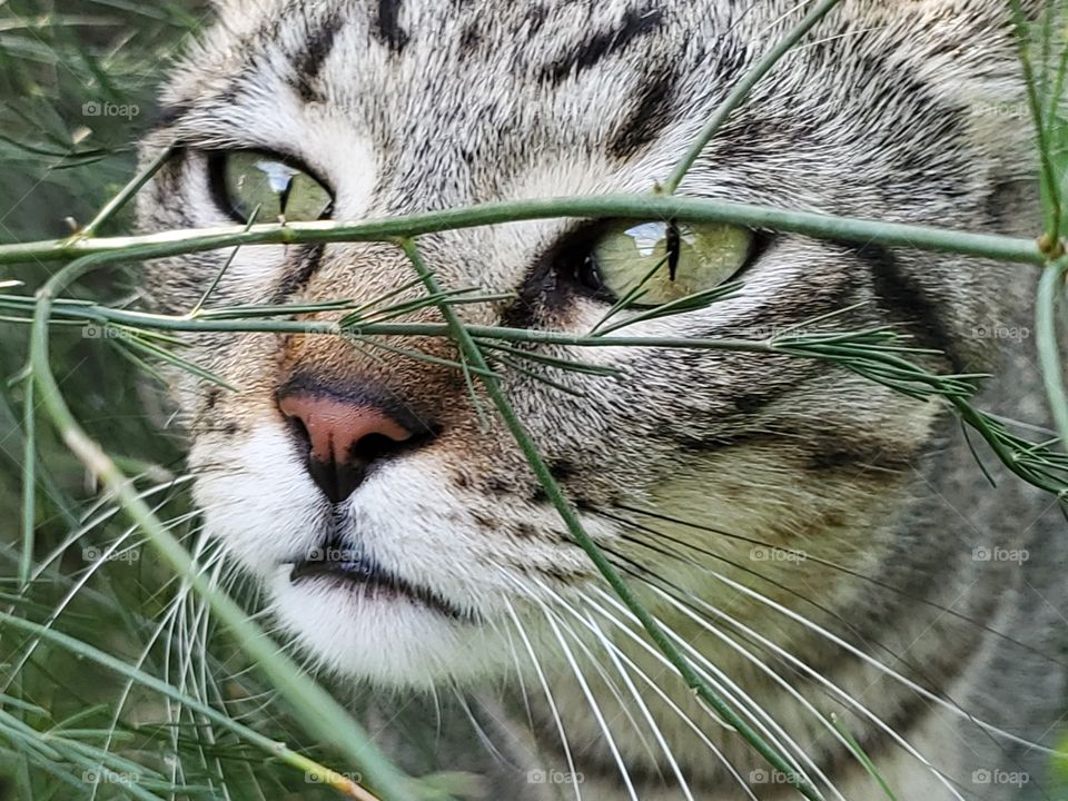 closeup of tabby's face behind asparagus fern