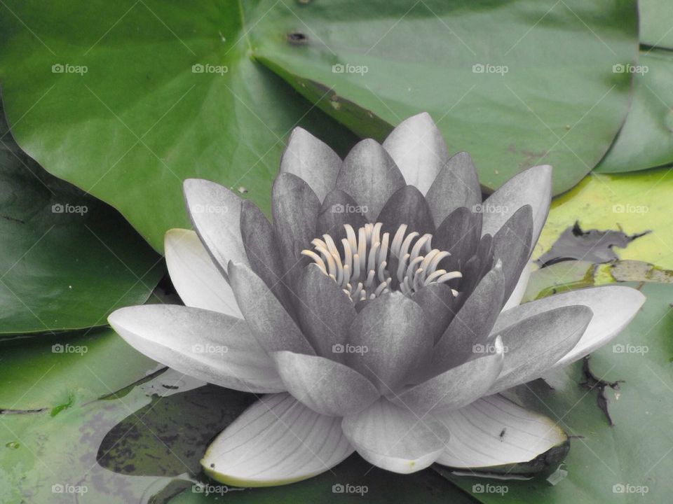 Water lily 