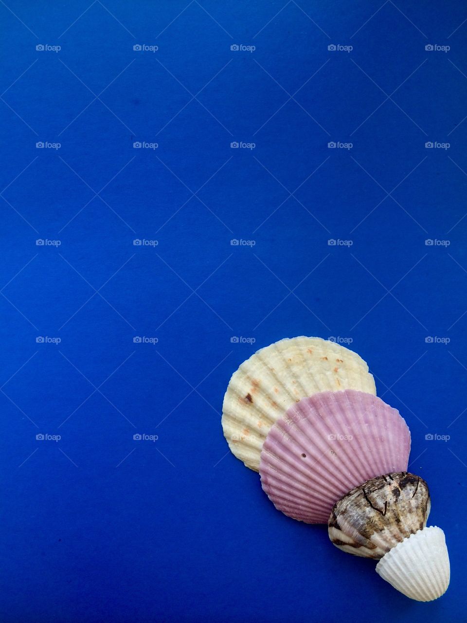 Studio shot of seashells on blue background