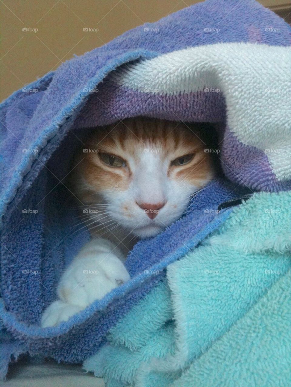 Cat in towels