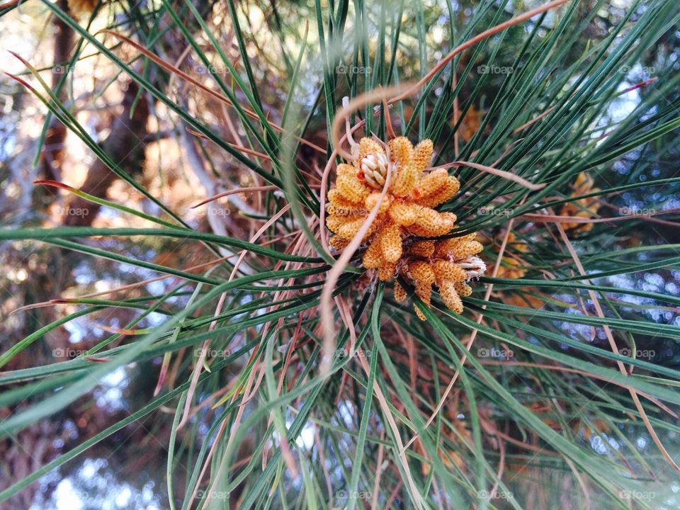 Budding Pine cone 