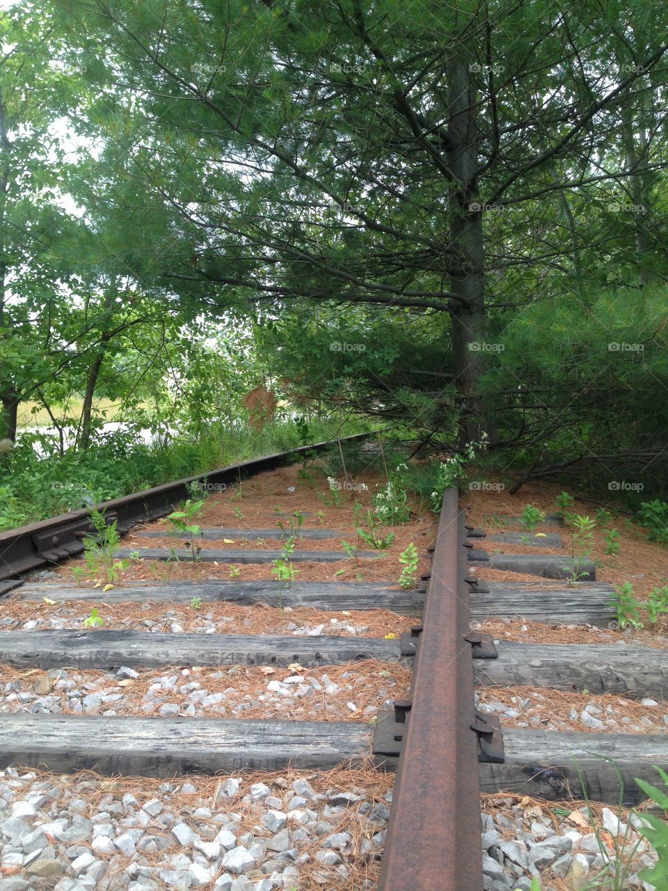 abandoned tracks