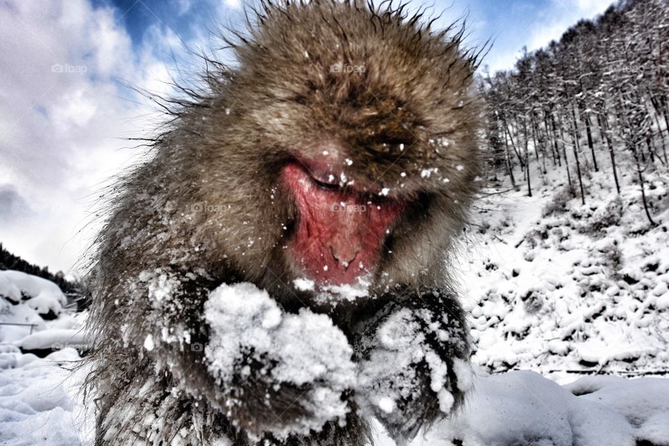 Japanese snow monkey foraging in the snow . Japanese snow monkey foraging in the snow 