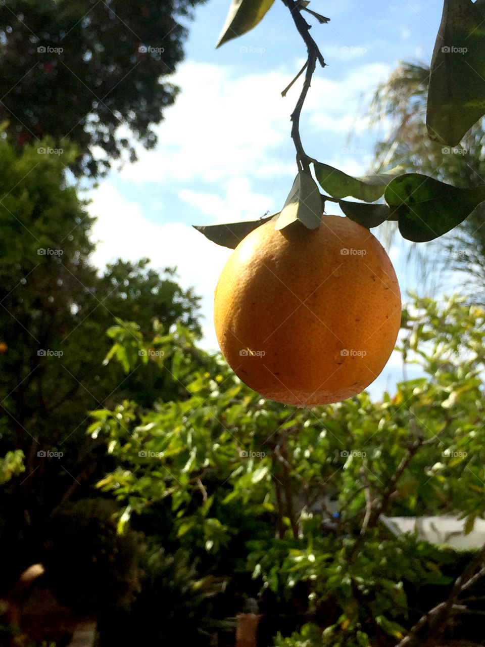 Morning rain Orange. A lonely orange hanging on the tree after a morning rain. 
