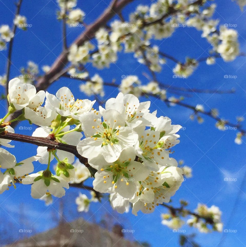 Flowering pear IV