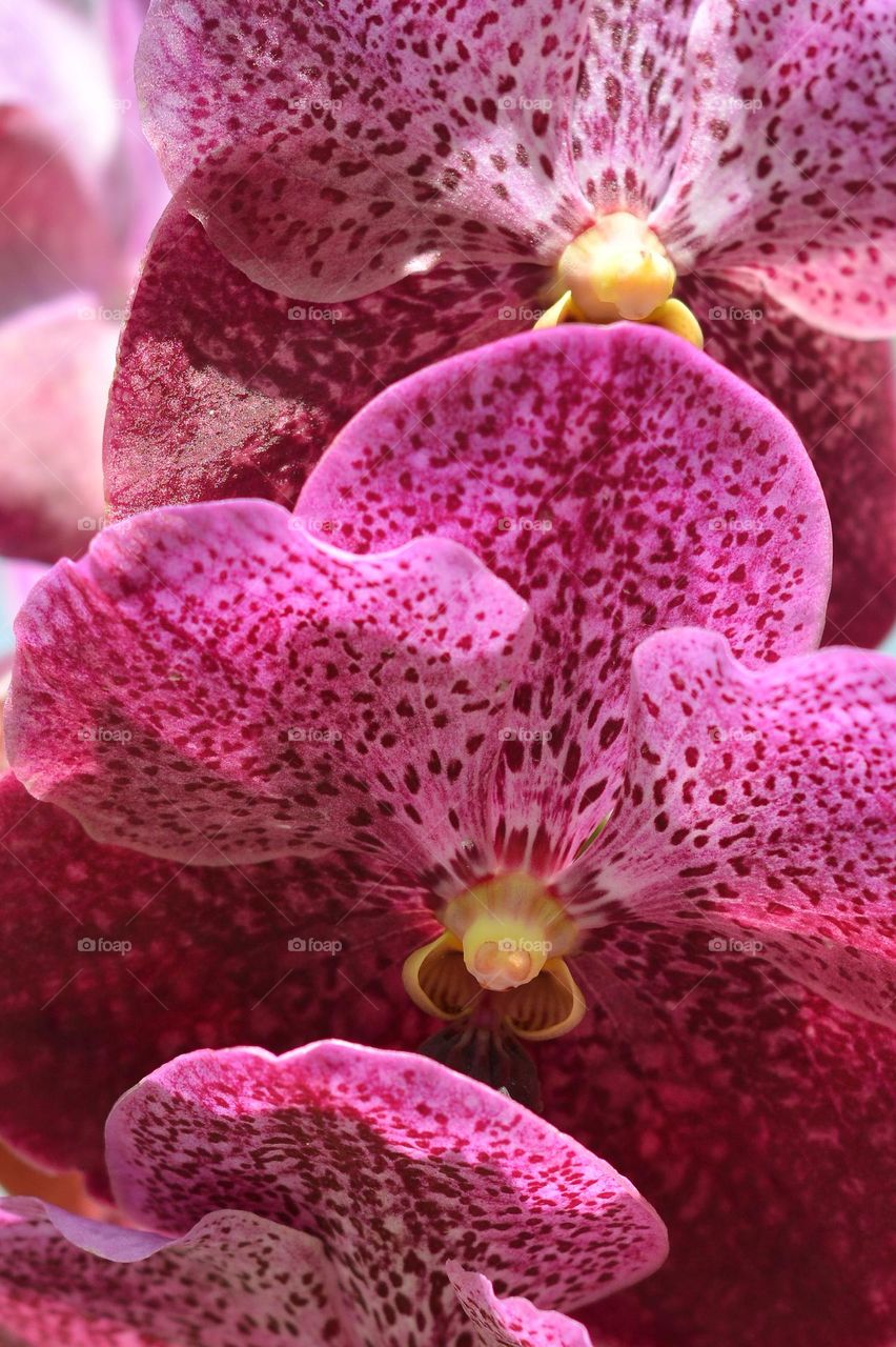 Magenta pantone flora