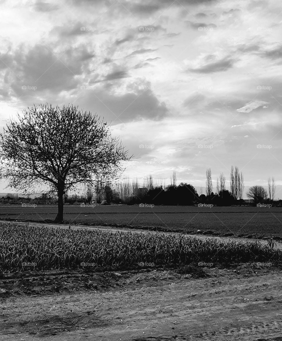 campestre en blanco y negro