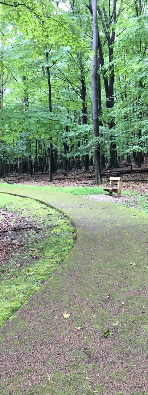 The bench