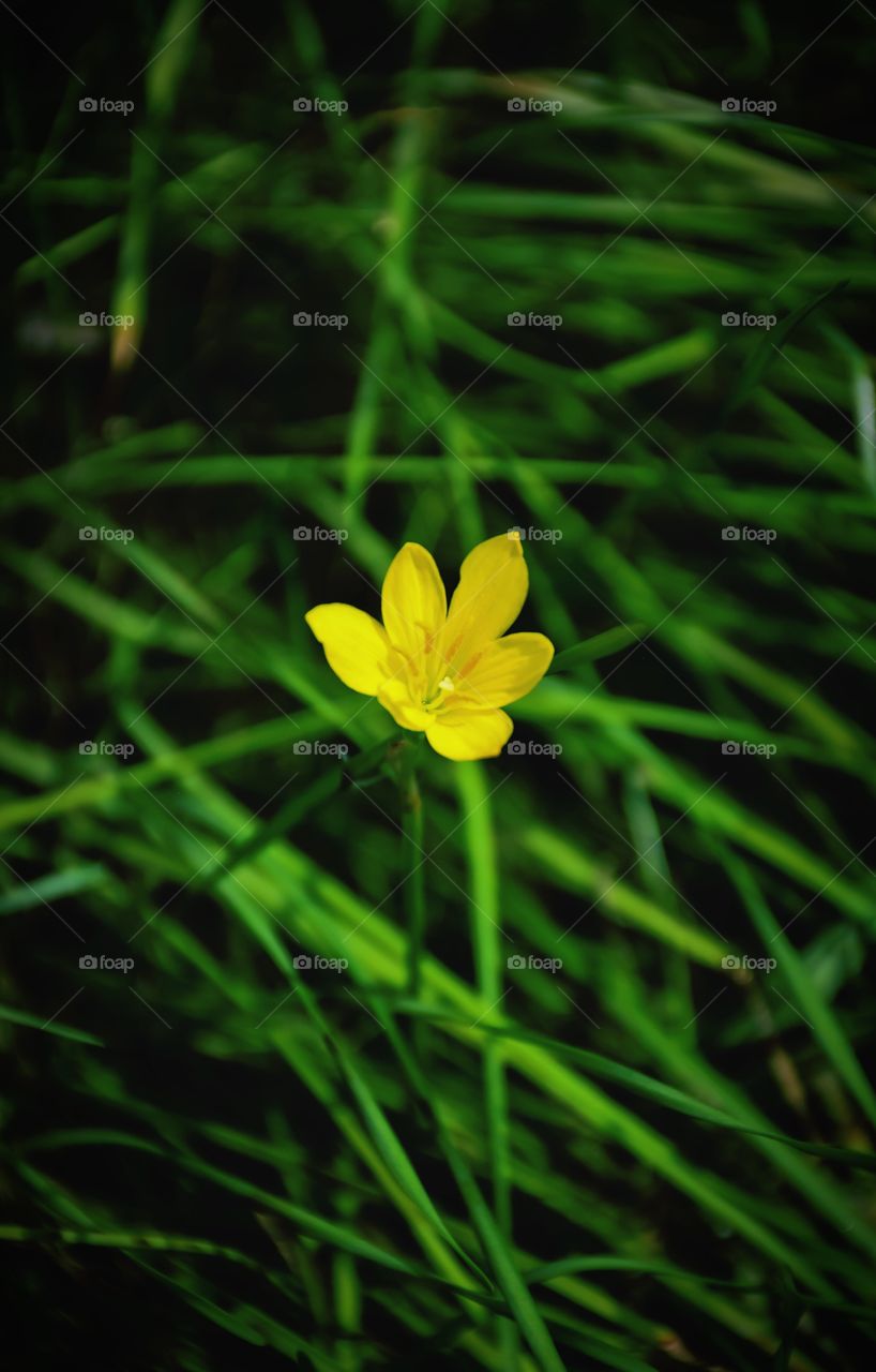 Beautiful and colorful of yellow grass flower