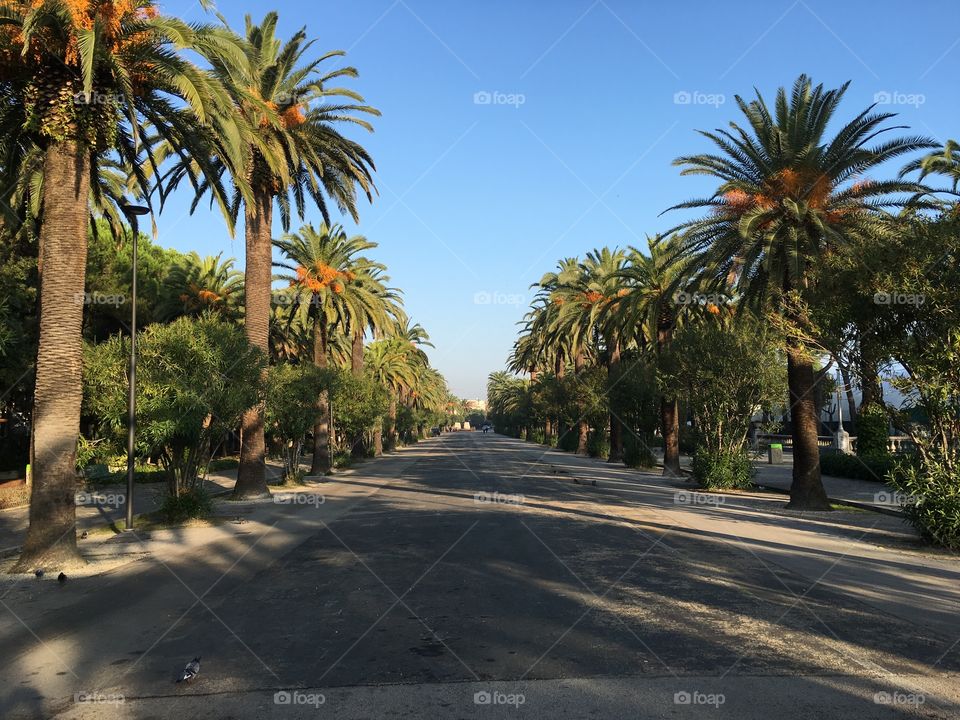 Palm, Tree, No Person, Travel, Tropical