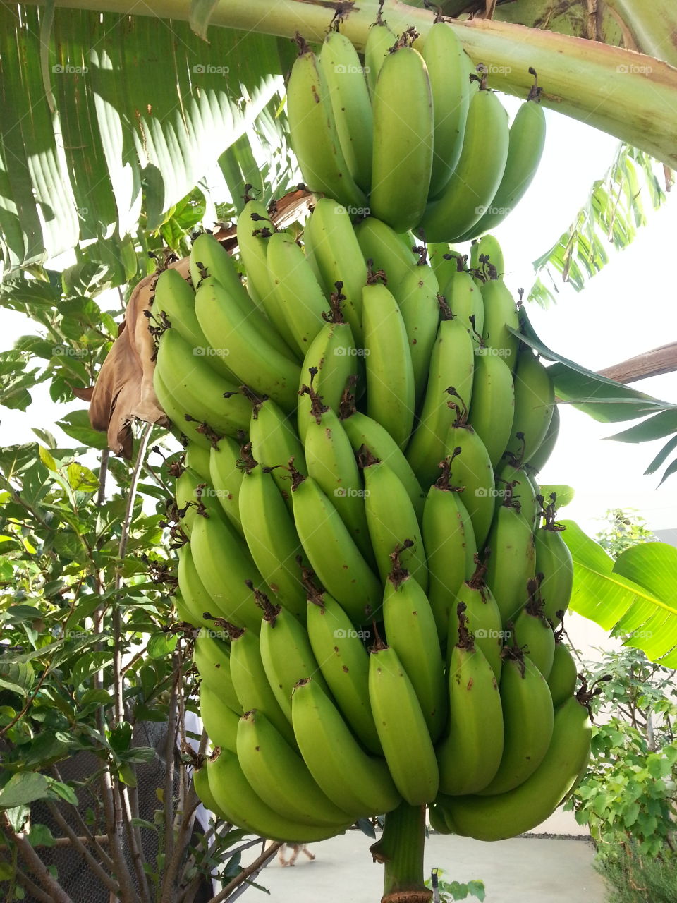 Cacho de banana
