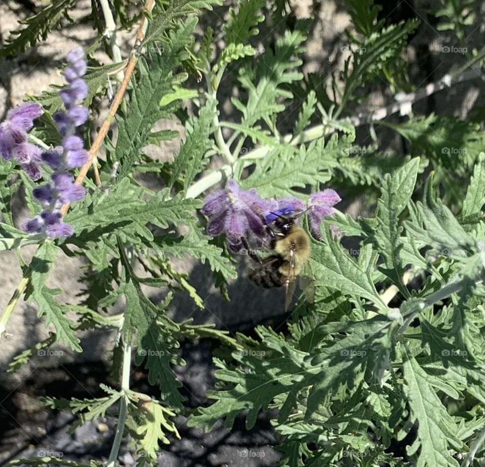 A bumble bee harvesting its nectar from a flower 