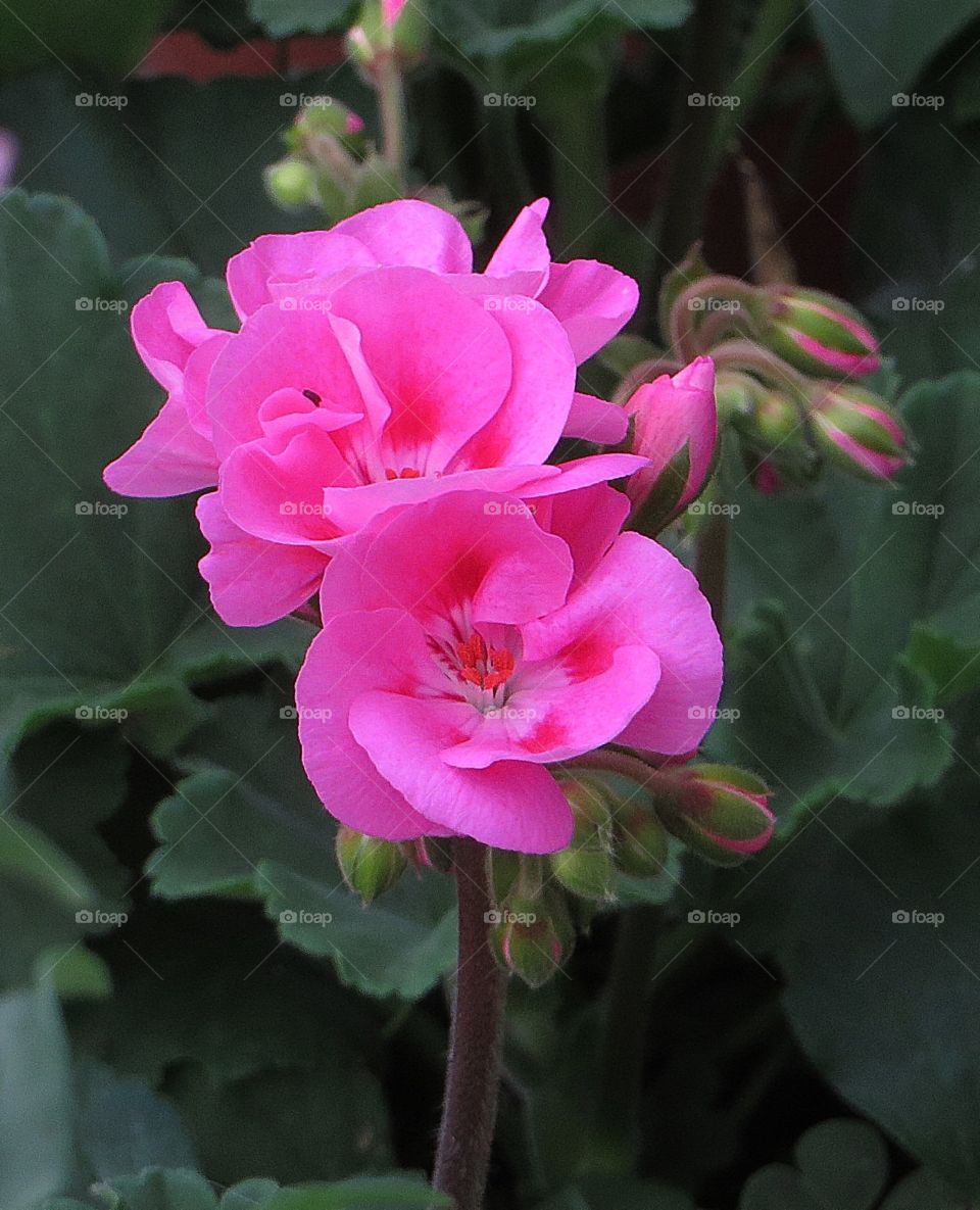 Deep pink garden flowers and buds