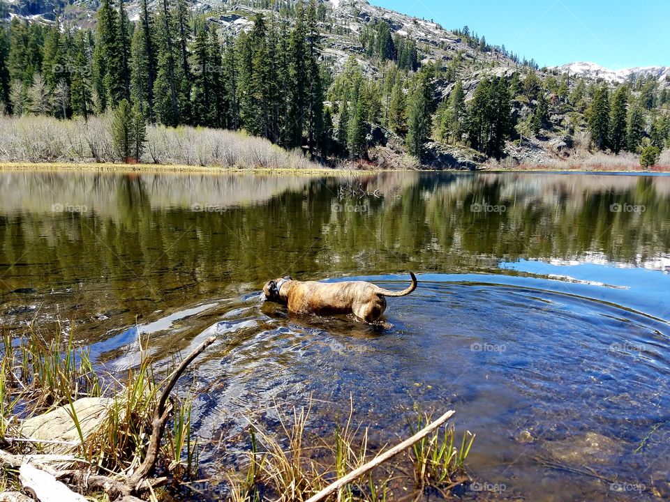 Thor taking a springtime dip