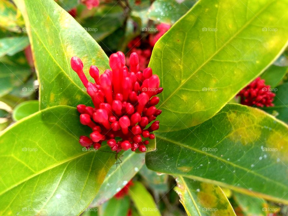 Flor conhecida como "Coroa de Rei".
Interior de Rio dos Cedros, SC, Brasil. 
Flower tree in Rio dos Cedros SC Brazil.