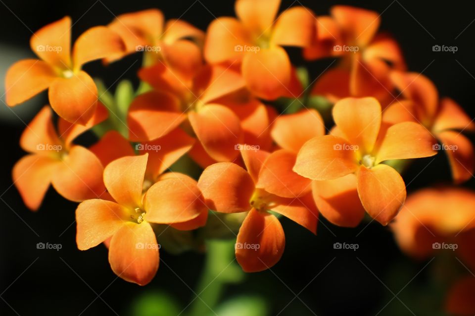 High angle view of orange flowers