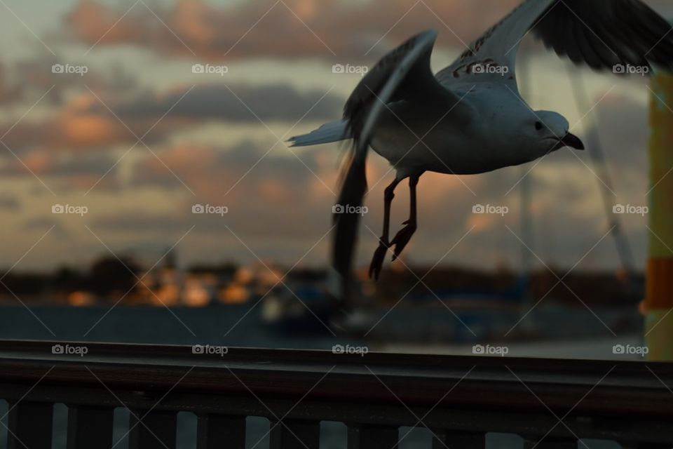 Seagull Flying