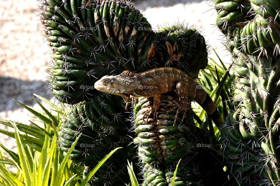 Lizard resting on cactus
