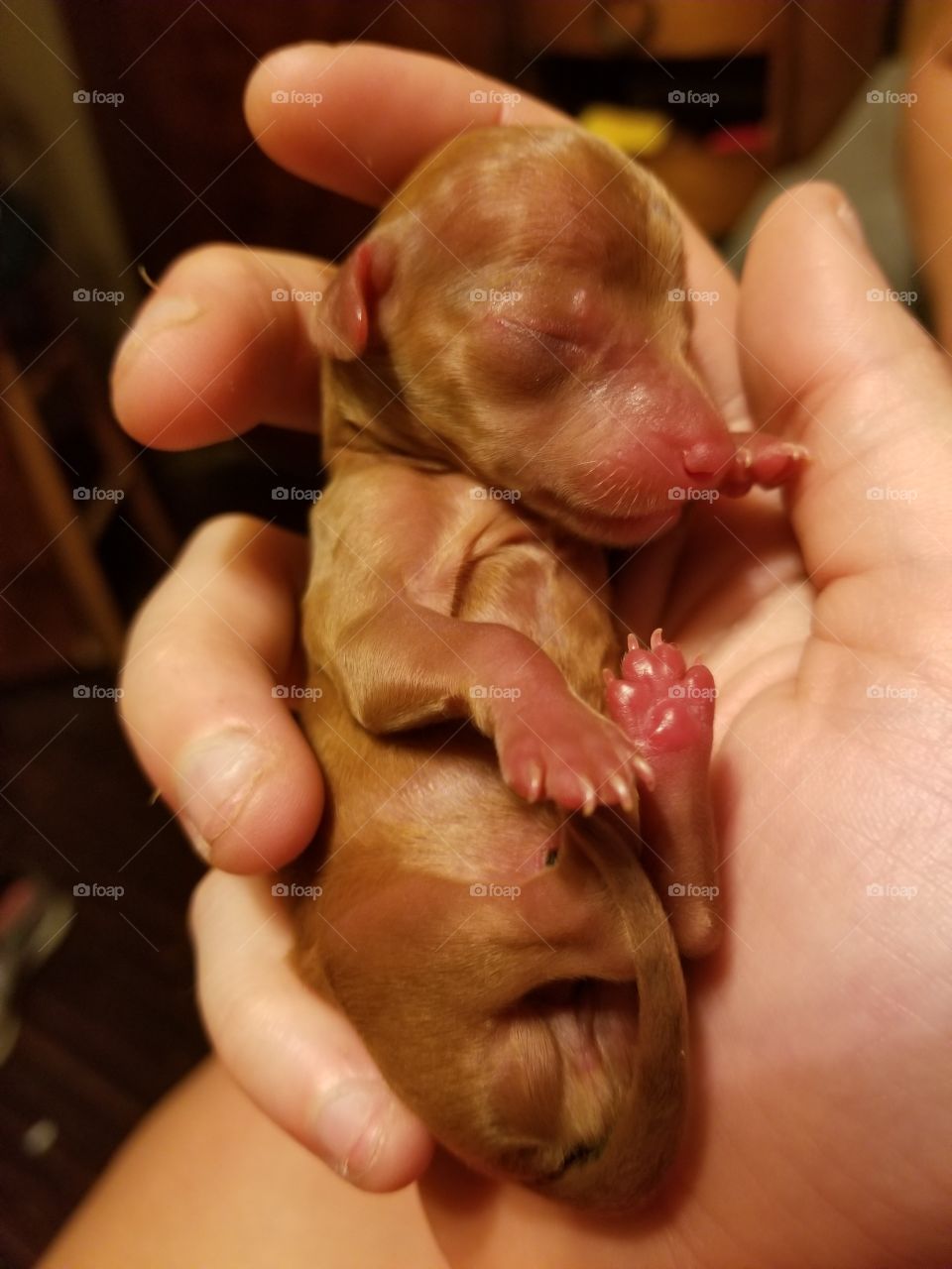 Holding Chiweenie Puppy Runt of the Litter