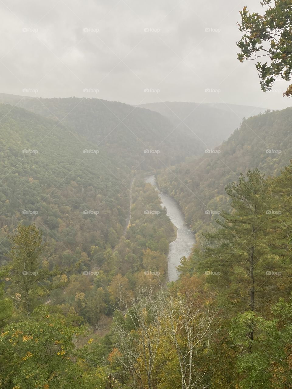 Rain and fog in the woods 