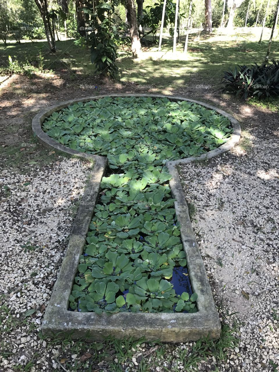 Leafy Keystone in the Botanical Gardens of Santo Domingo