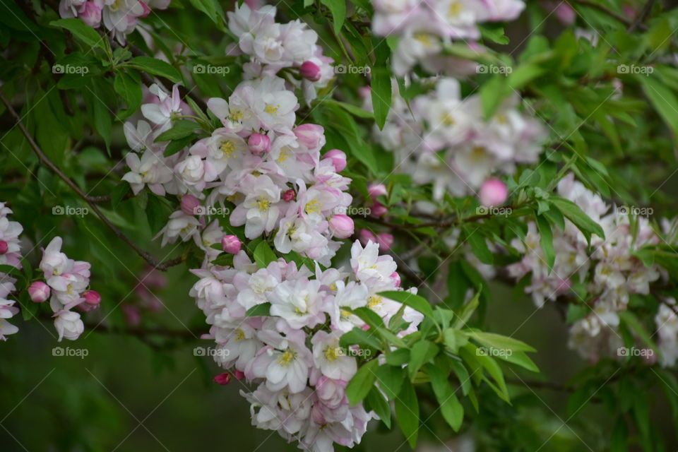 light pink blossoms