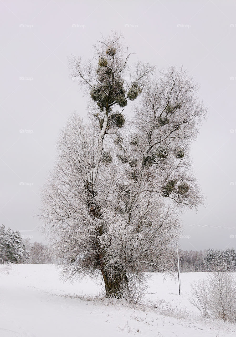 Winter tree