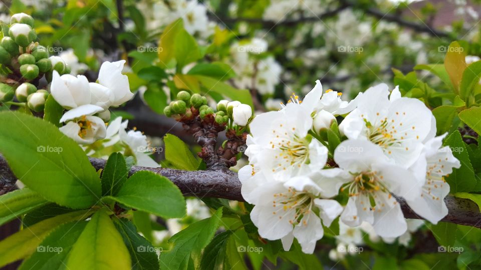 apple blossoms white