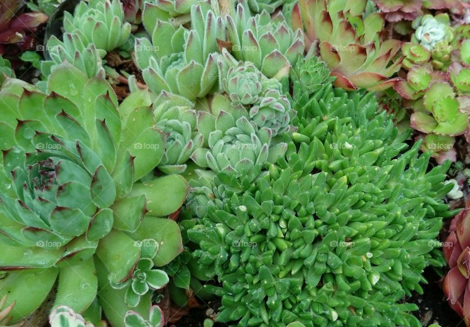 succulents