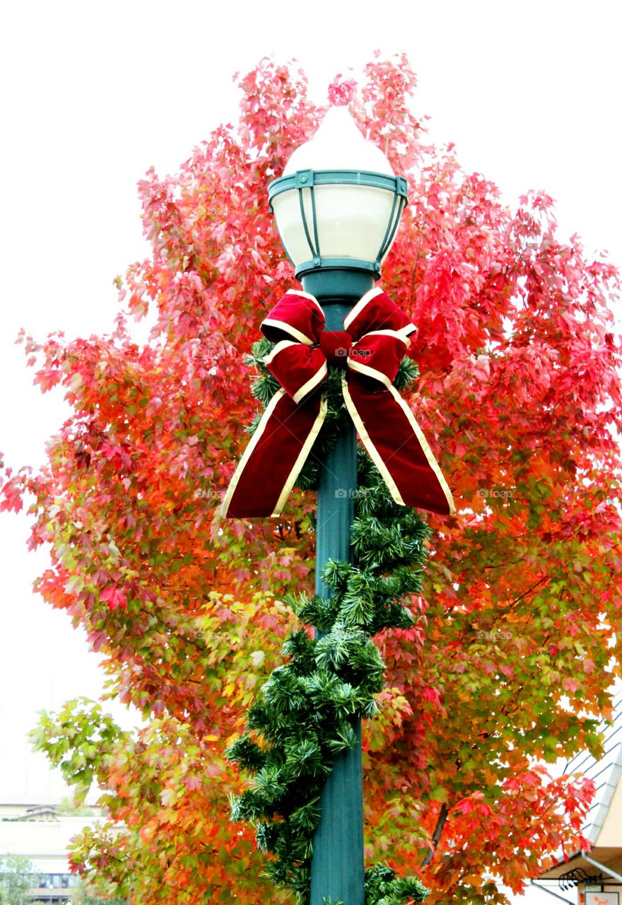 Tree, Decoration, Christmas, Season, No Person