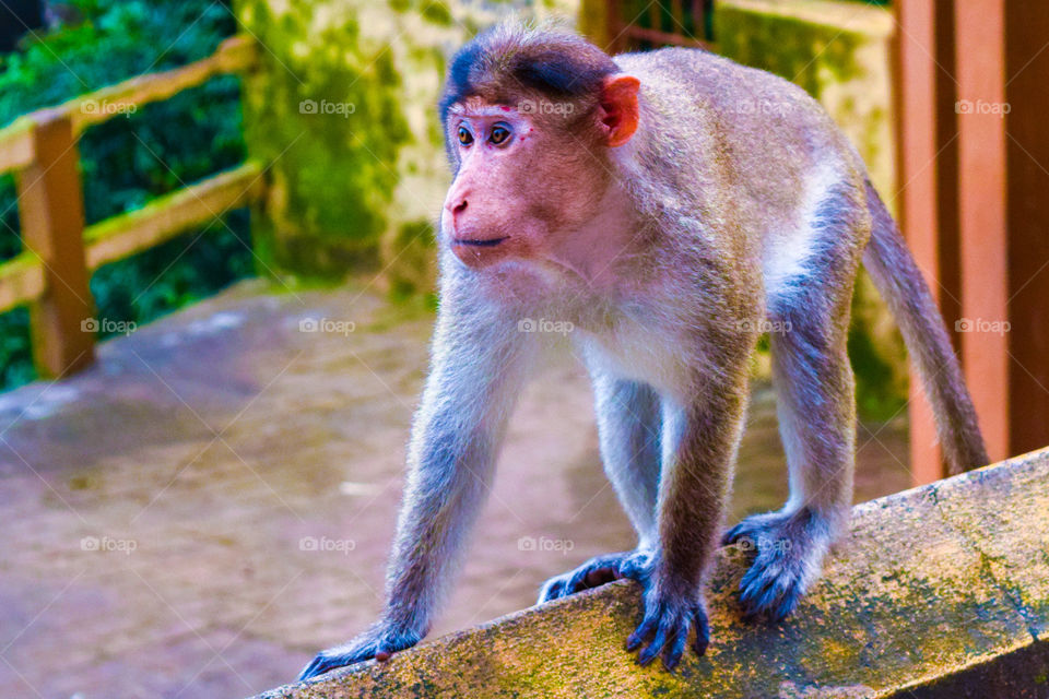 #Bossy look. #Monkey shines