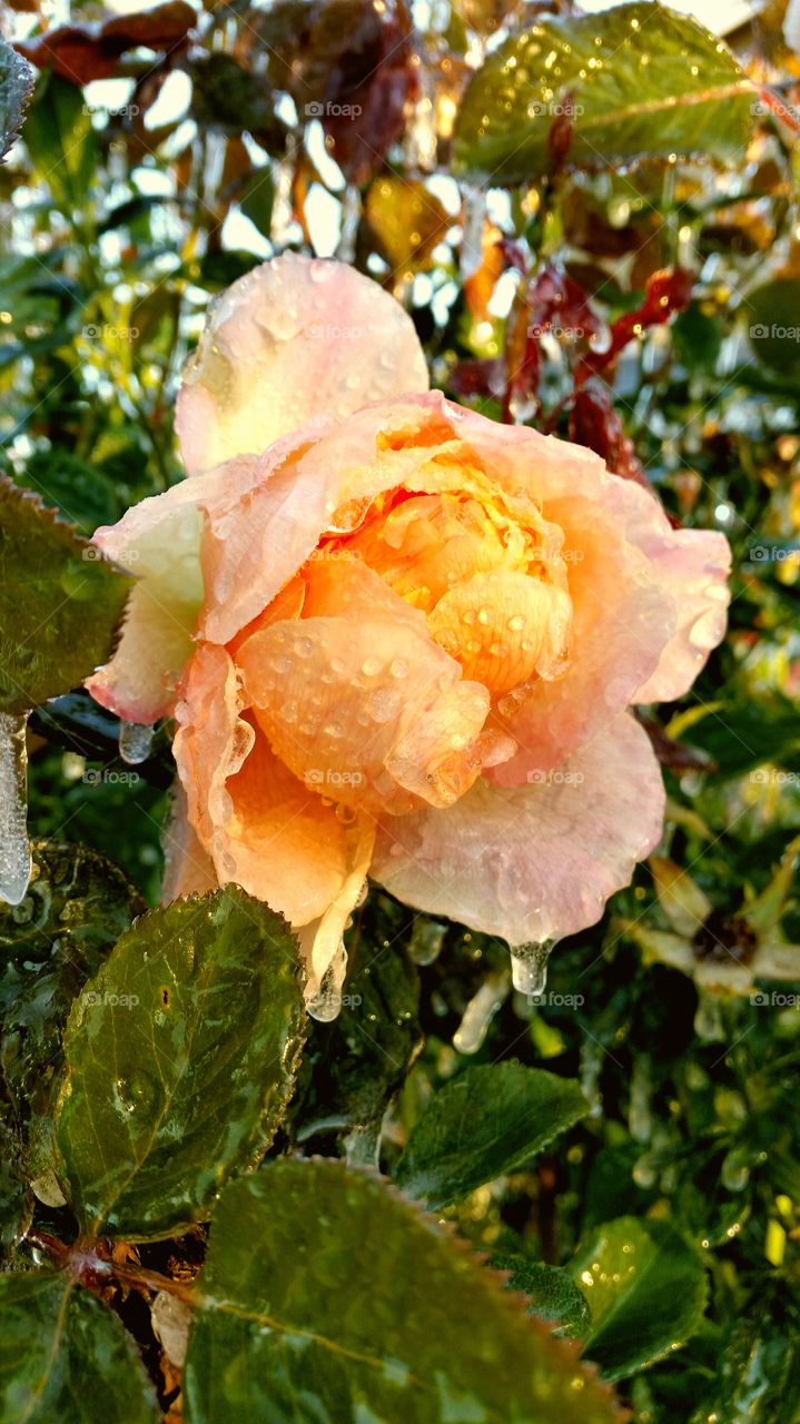 ice rose 1