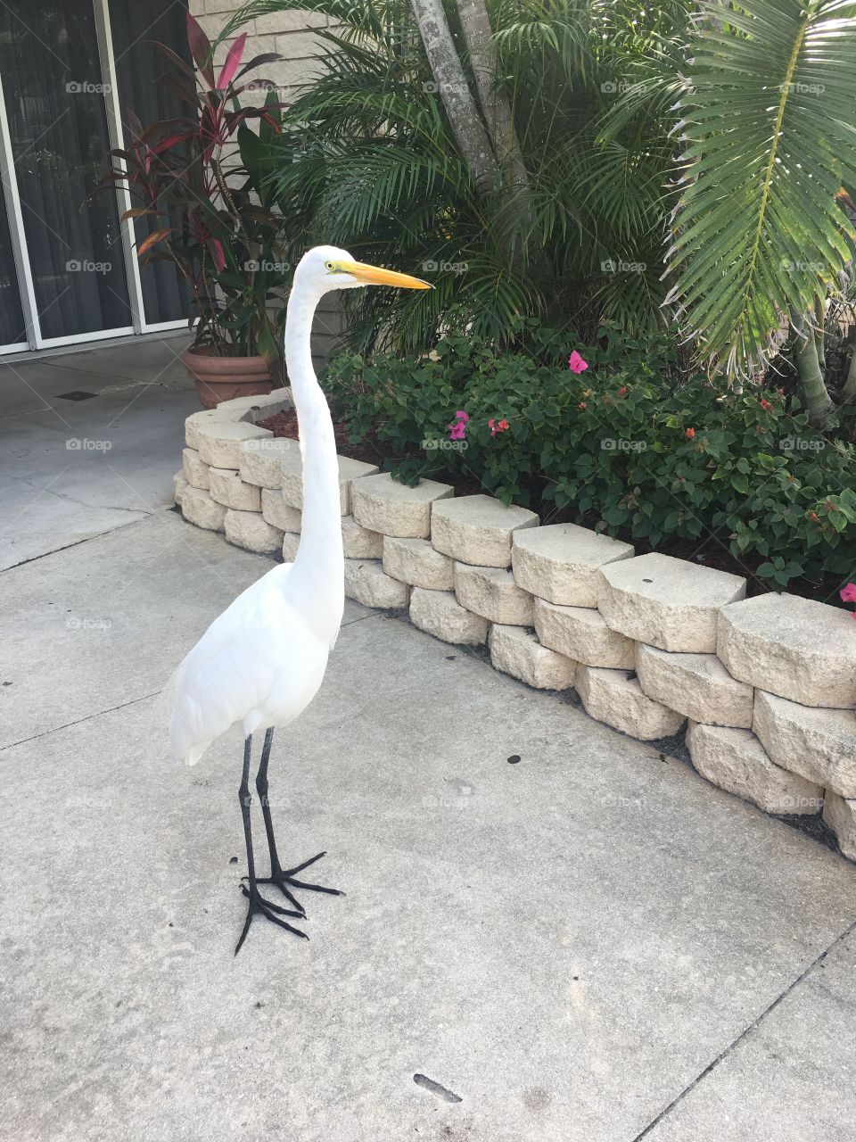 Friendly egret