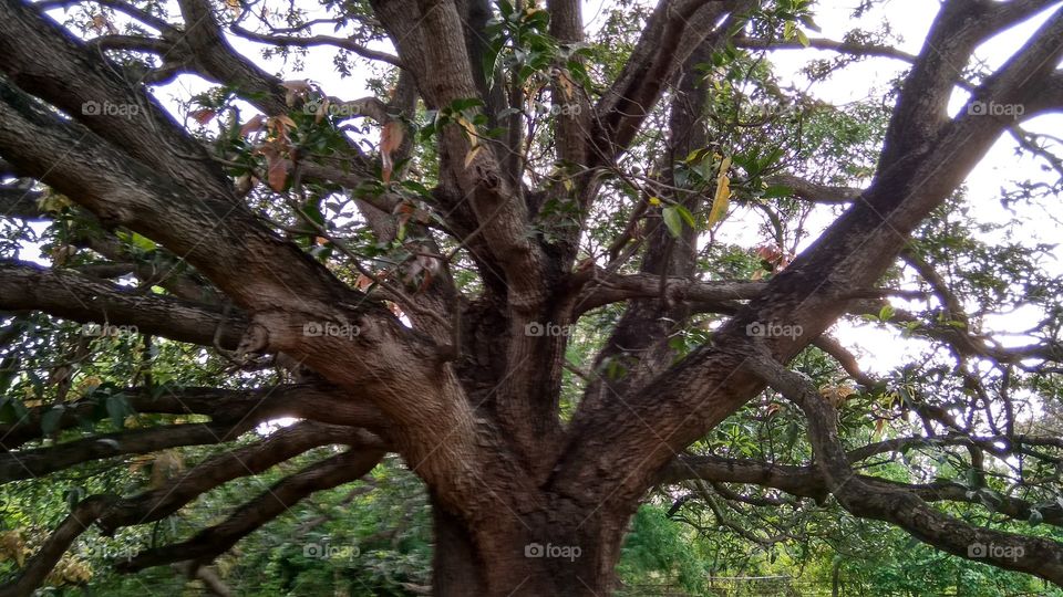 branches of mango tree