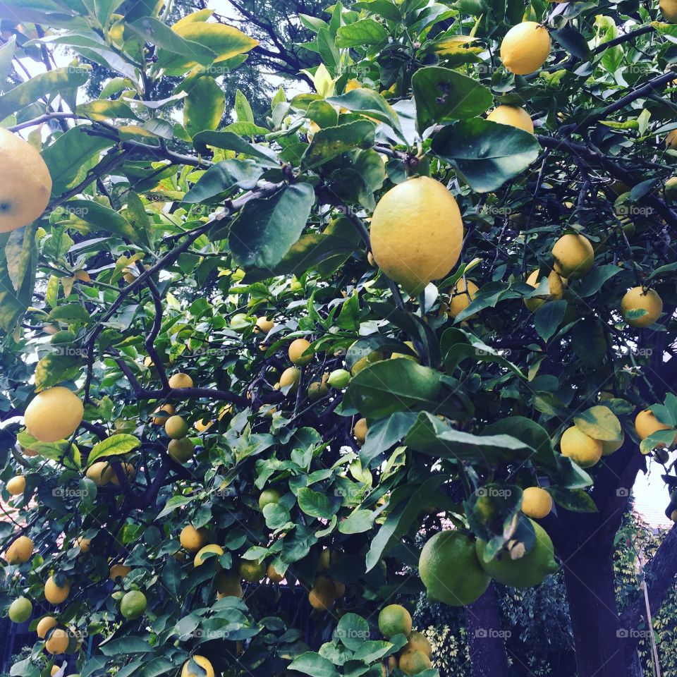Lemon Tree 🌲 